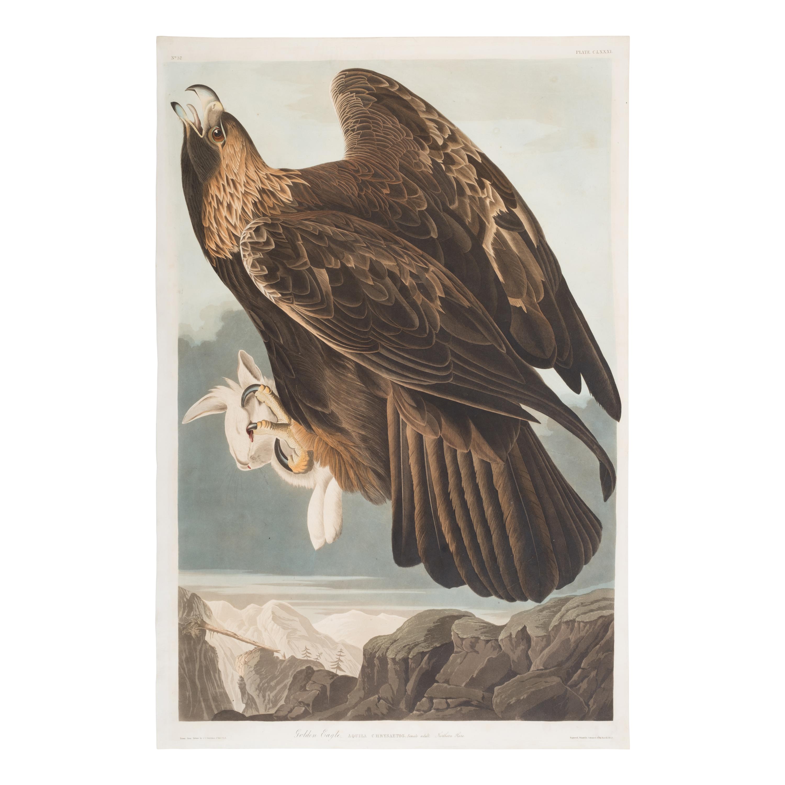 Audubon, John James (1785-1851) Golden Eagle (Plate CLXXXI) Aquila Chrysaetos