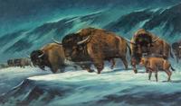 Where Did The Buffalo Come From?