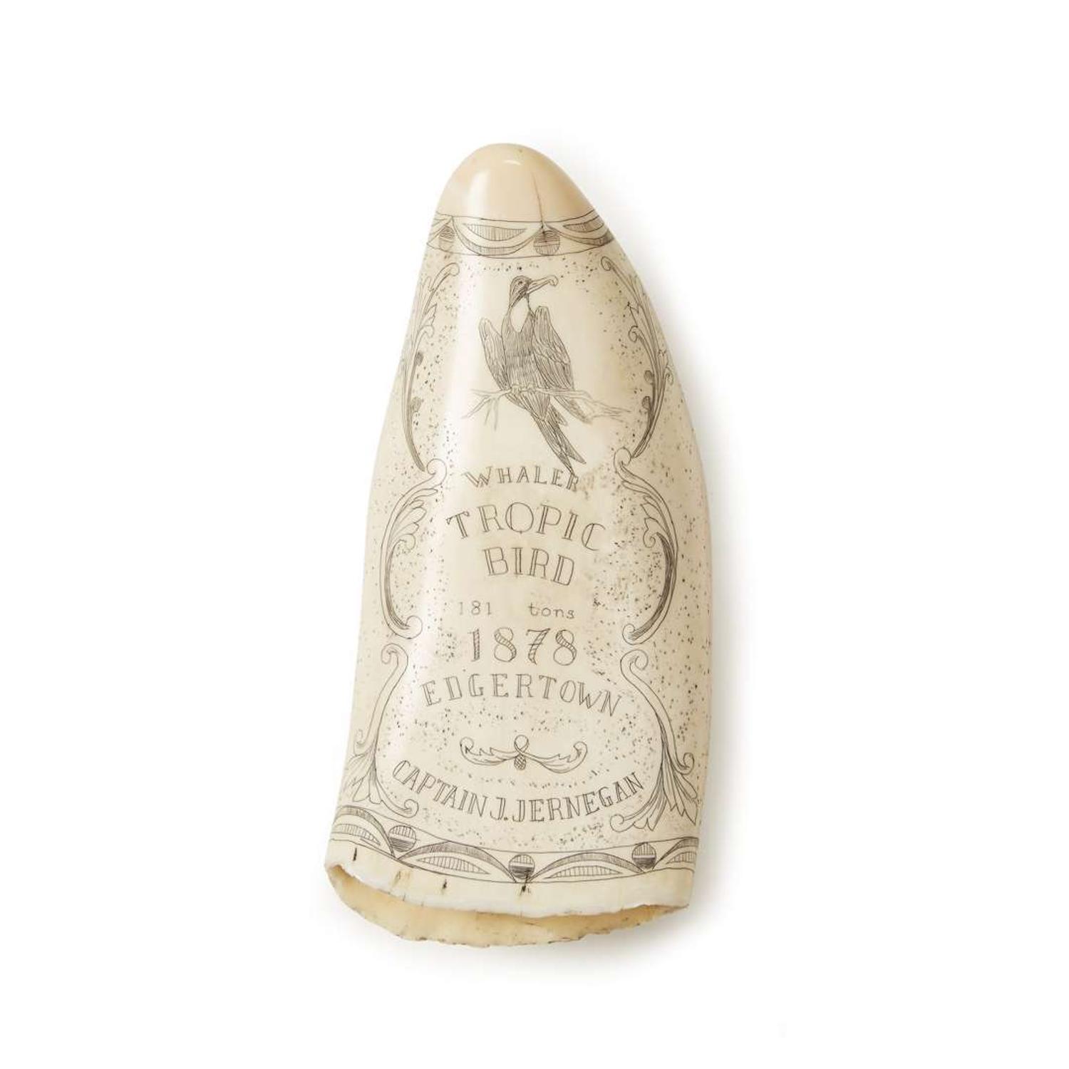 Scrimshaw whale's tooth dated "1878"