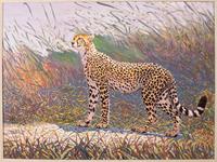 Cheetah