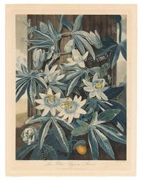Thornton, Robert (1768-1837) The Blue Passion Flower -- The Superb Lily