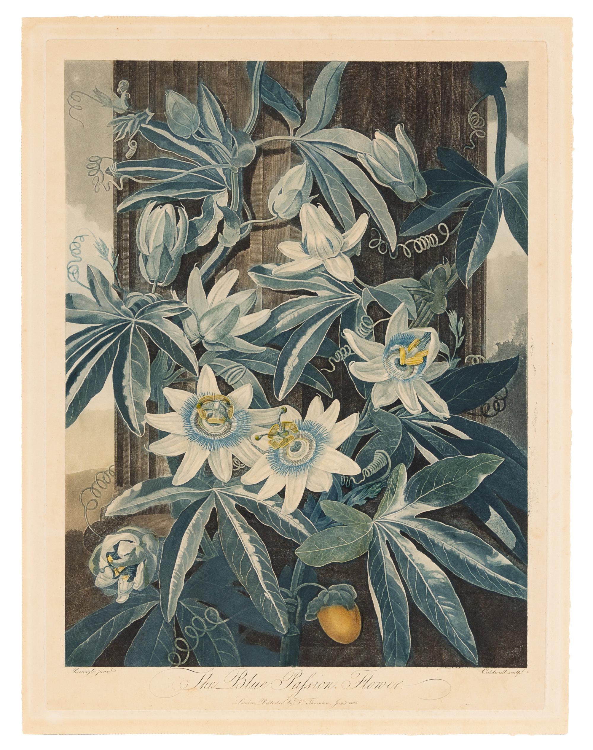 Thornton, Robert (1768-1837) The Blue Passion Flower -- The Superb Lily