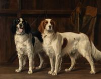 English Setters