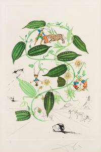 Passiflora laurigera (from Flora dalinae)