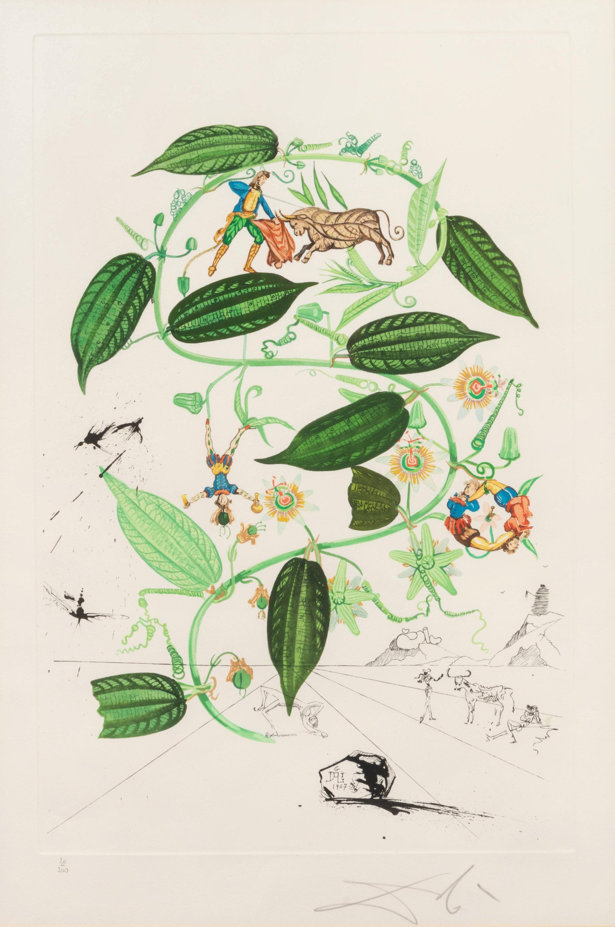 Passiflora laurigera (from Flora dalinae)