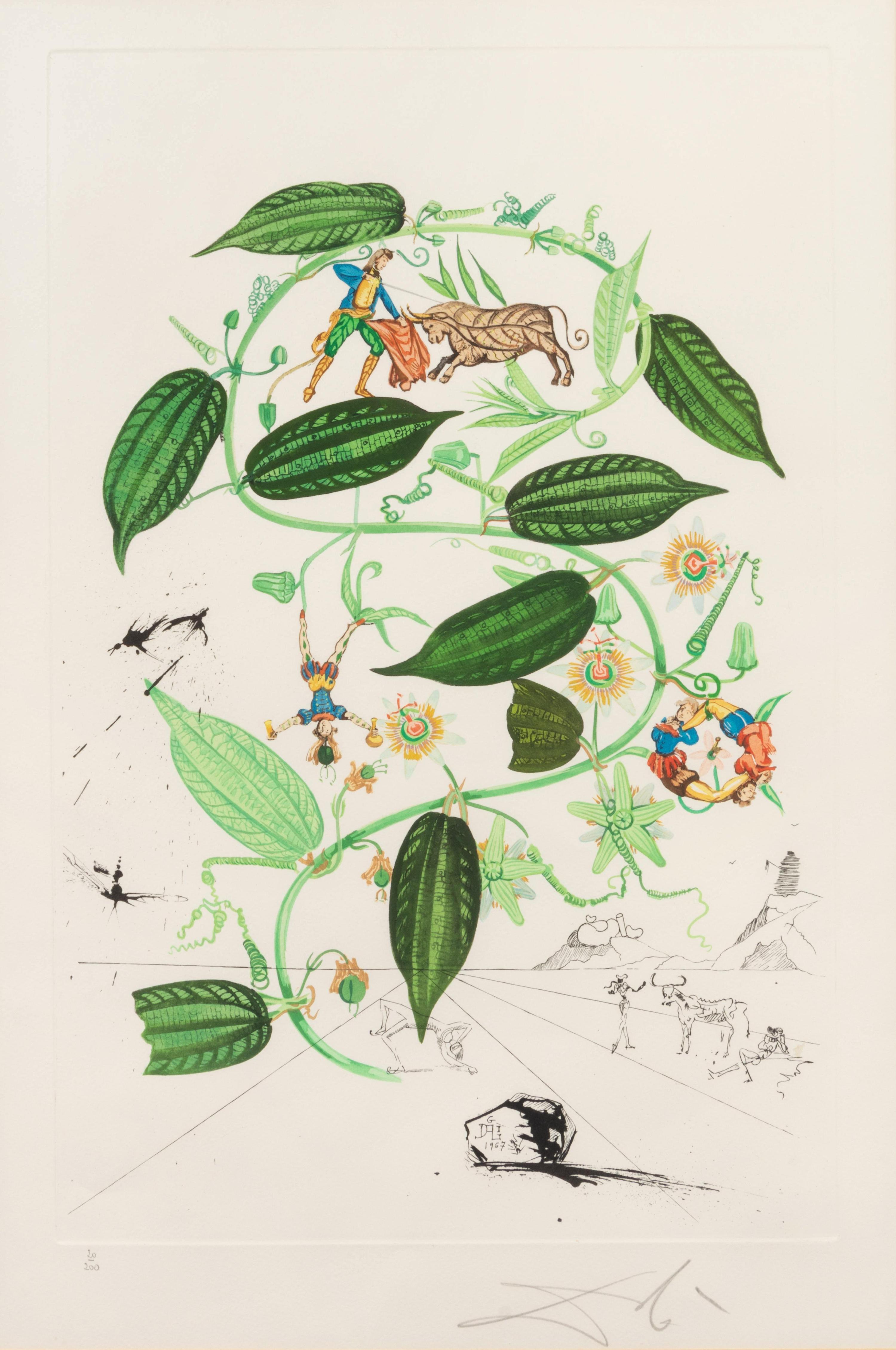 Passiflora laurigera (from Flora dalinae)