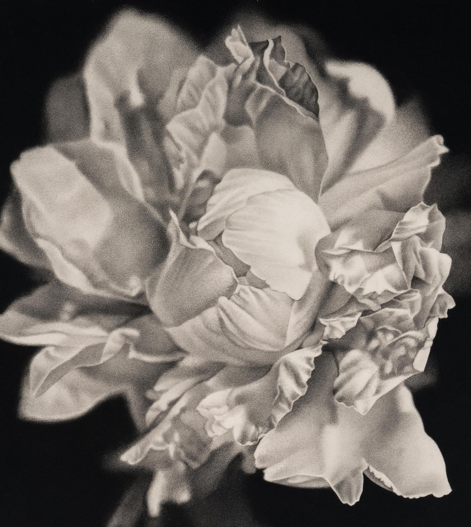 Bloom #2, 2003