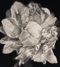 Bloom #2, 2003
