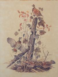 Four American Ornithological Off-Set Lithographs