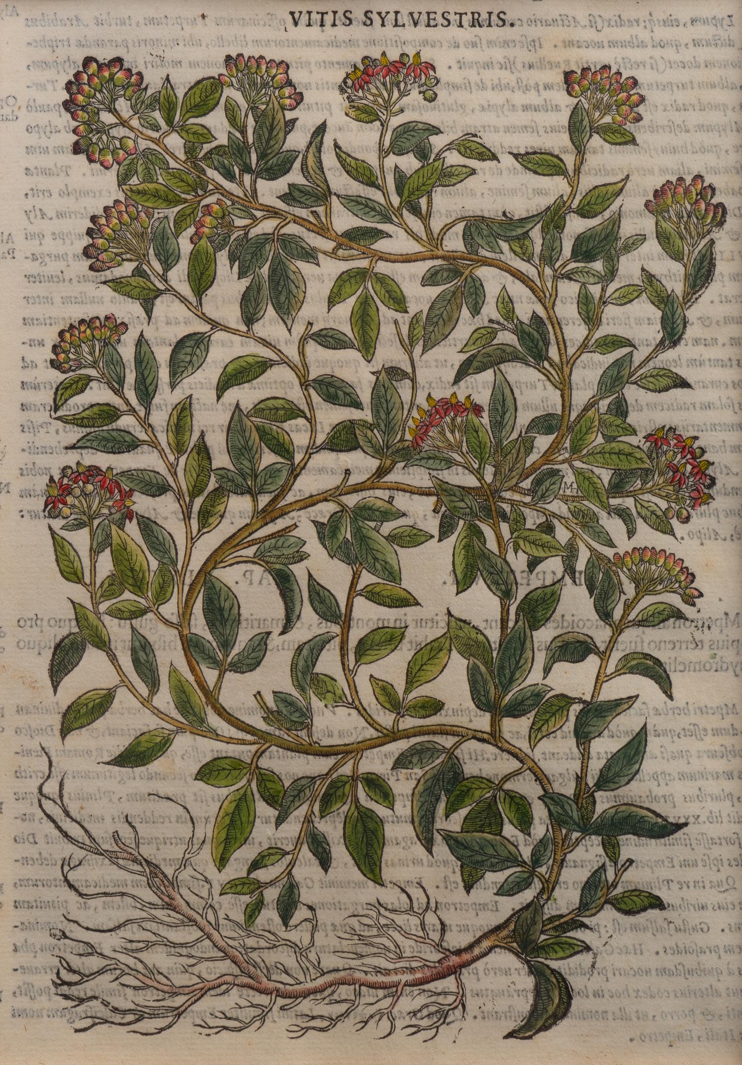 A Group of Eight Hand Colored Engravings Possibly After Matthias de l'Obel — 19TH CENTURY