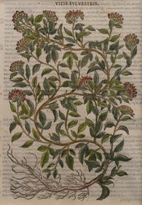 A Group of Eight Hand Colored Engravings Possibly After Matthias de l'Obel — 19TH CENTURY