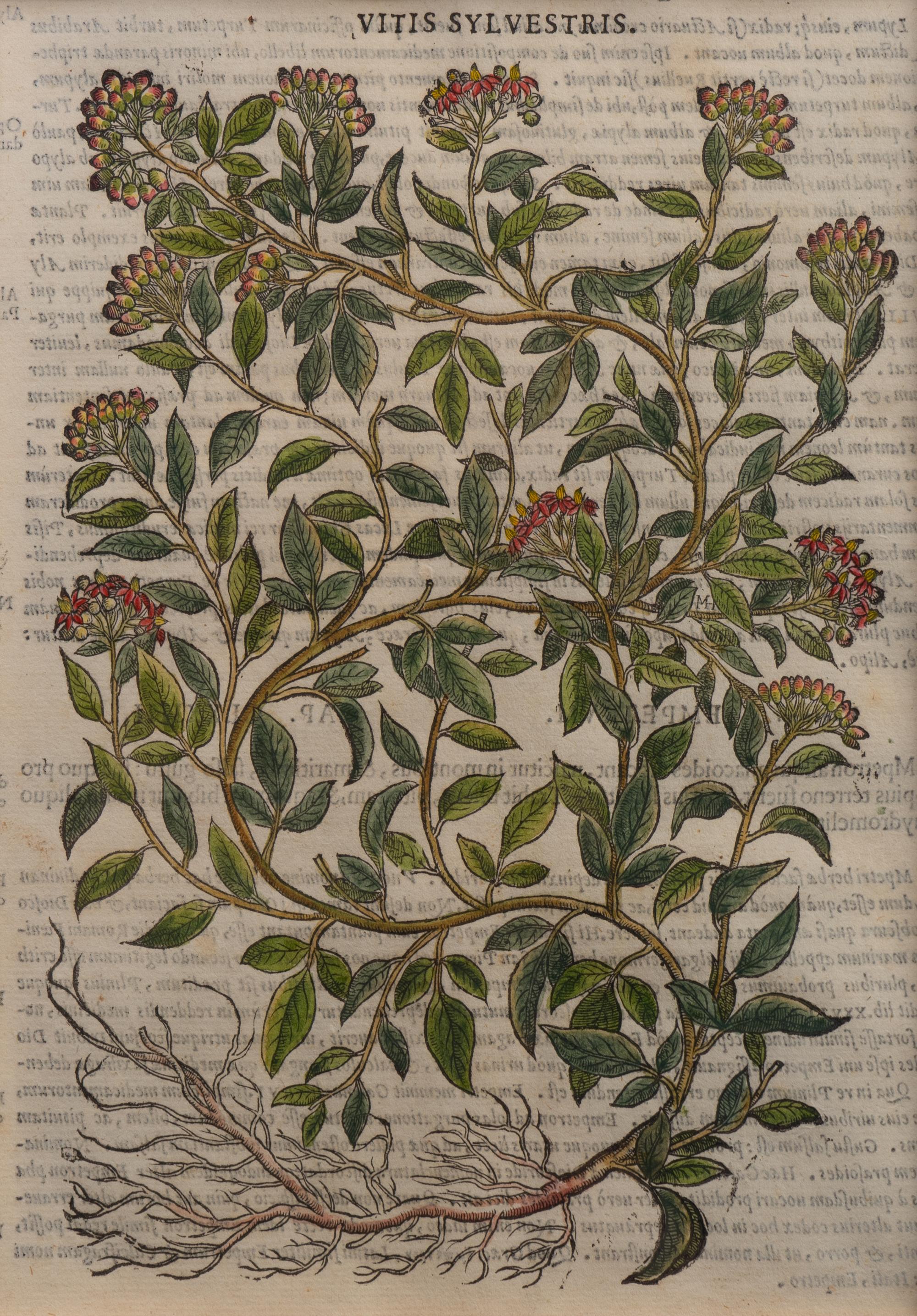 A Group of Eight Hand Colored Engravings Possibly After Matthias de l'Obel — 19TH CENTURY