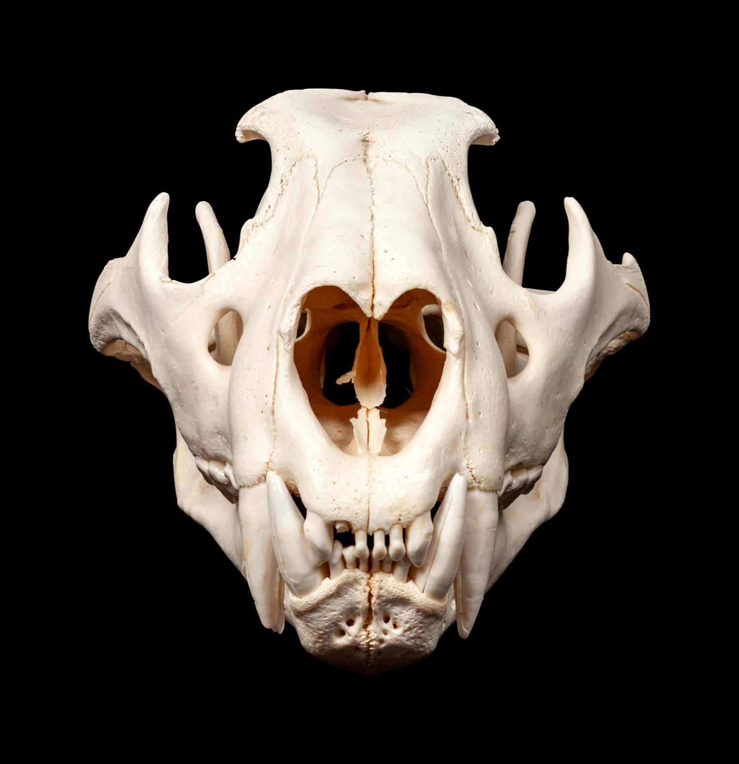 Large Skull