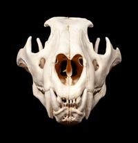 Large Skull