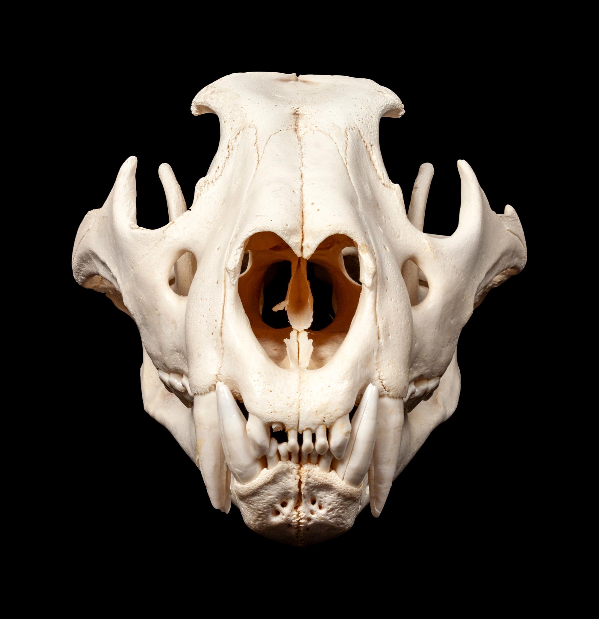 Large Skull