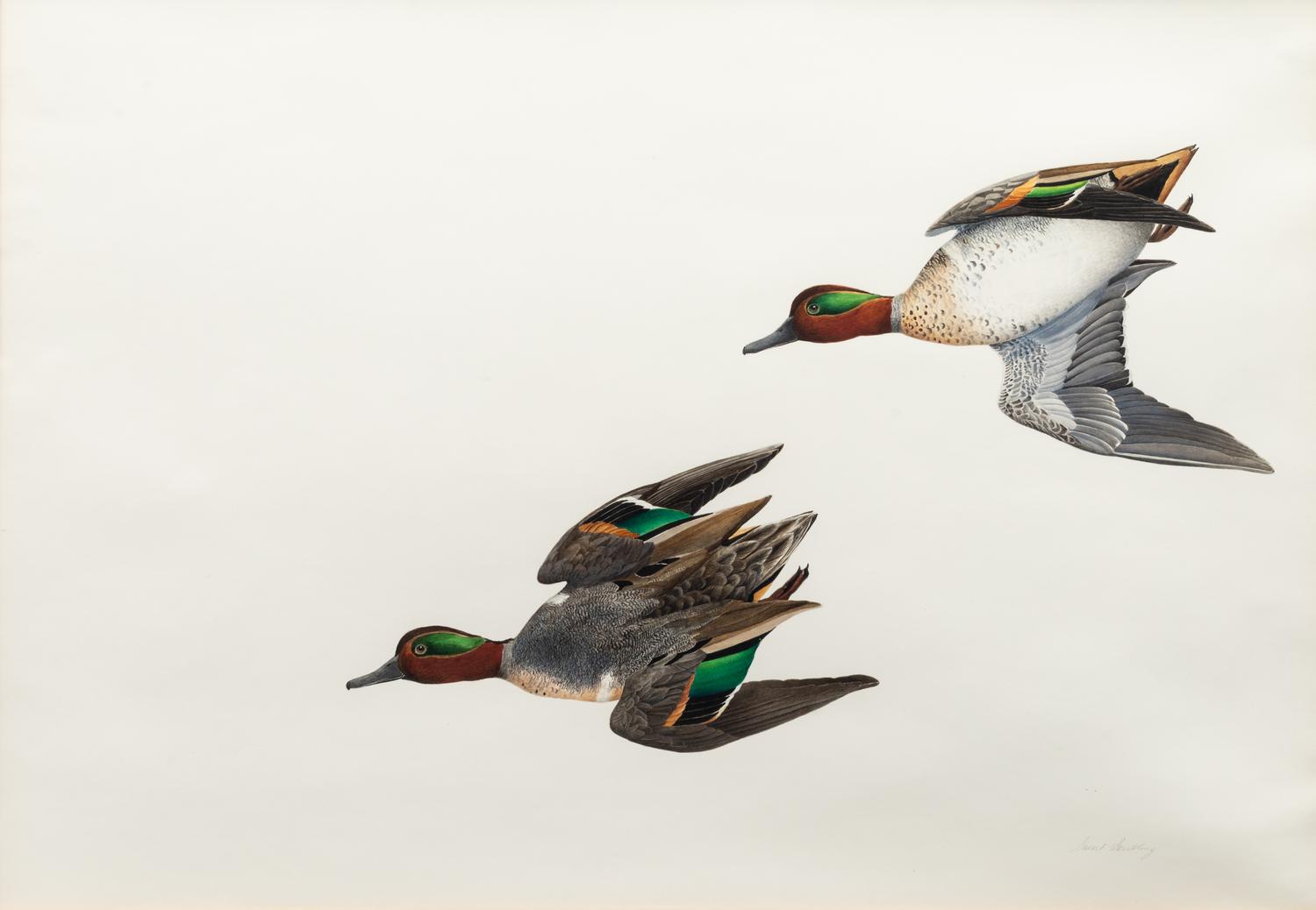 Green Wing Teal