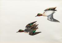 Green Wing Teal