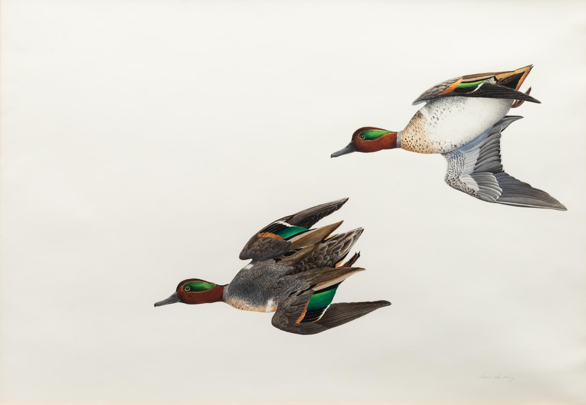 Green Wing Teal