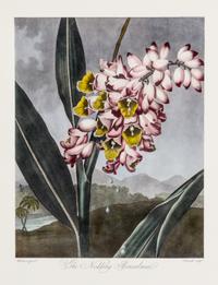 THORNTON, ROBERT, SIR. A group of eight color lithographs from the Temple of Flora, facsimile edition, circa 1951.