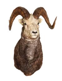 A Big Horn Sheep Shoulder Mount