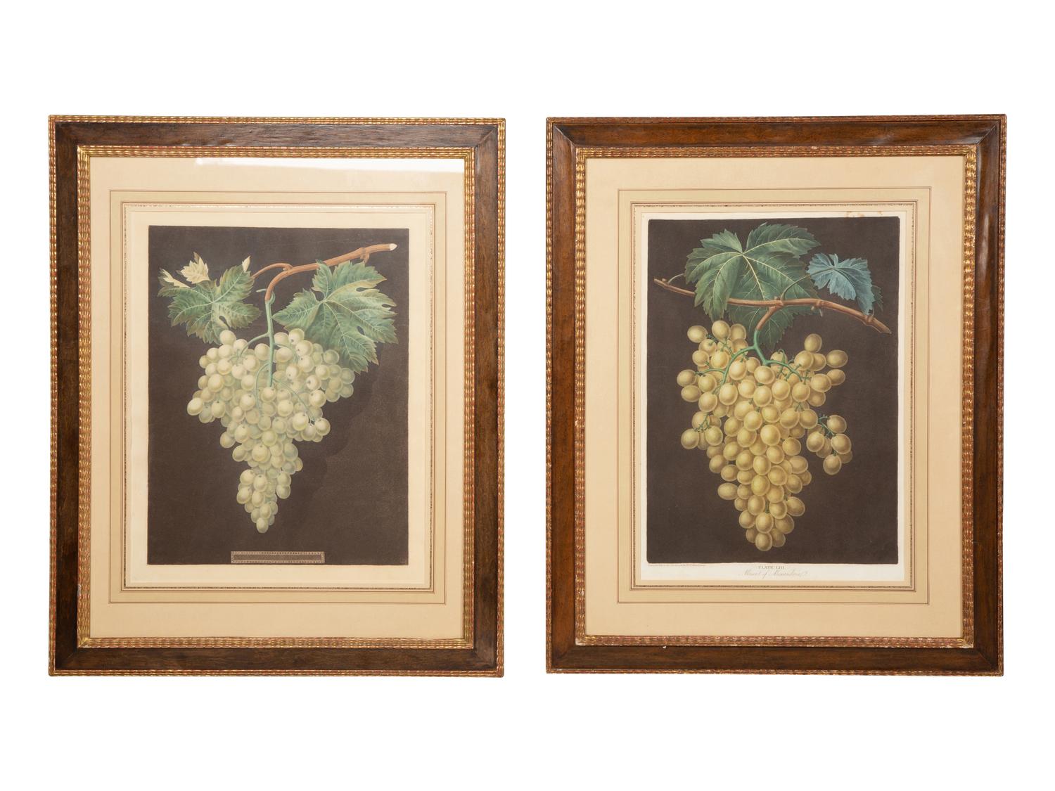 A Pair of English Hand-Colored Aquatint Engravings of Grapes