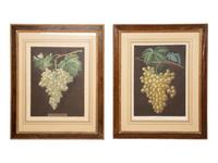A Pair of English Hand-Colored Aquatint Engravings of Grapes