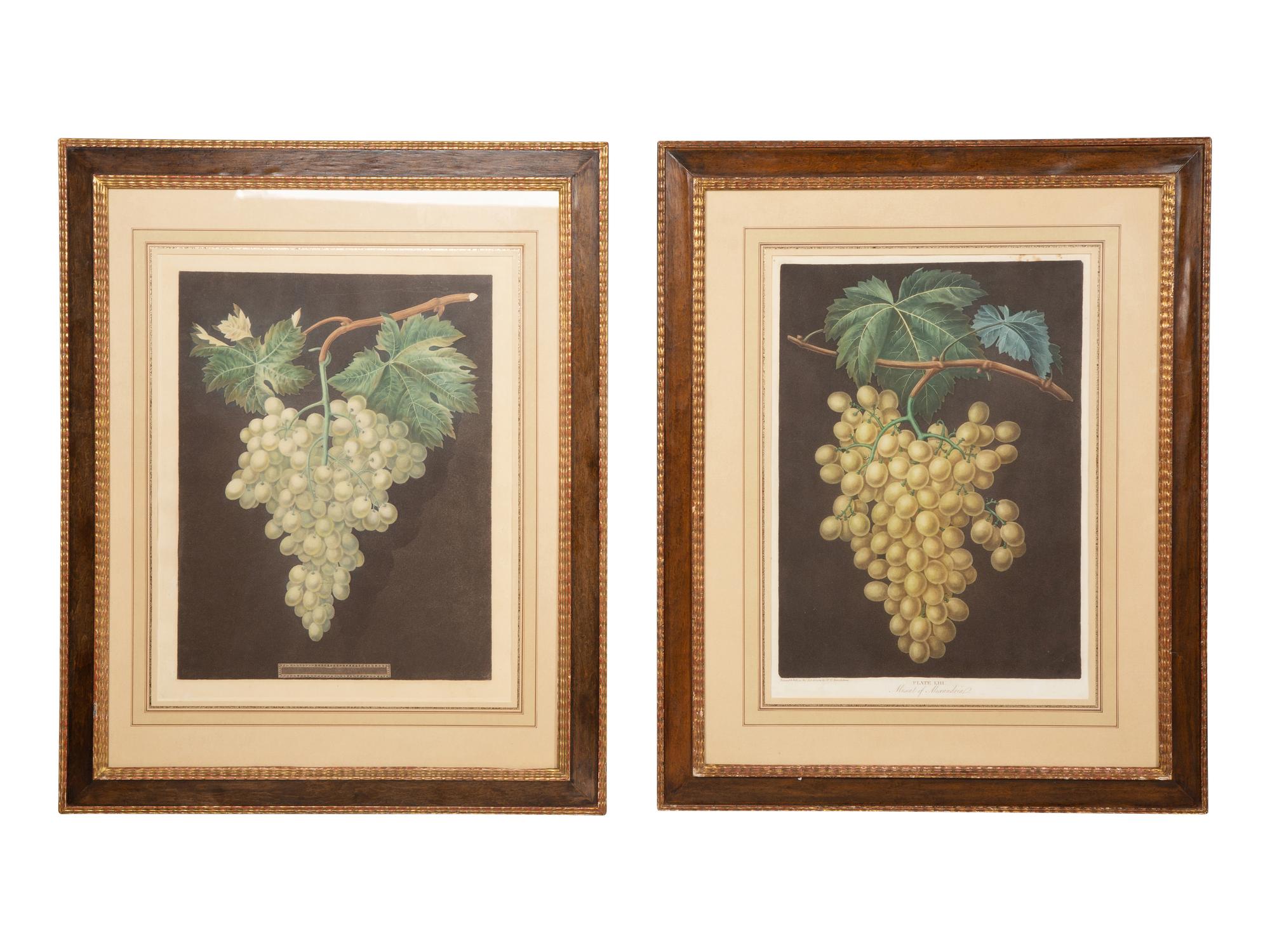 A Pair of English Hand-Colored Aquatint Engravings of Grapes