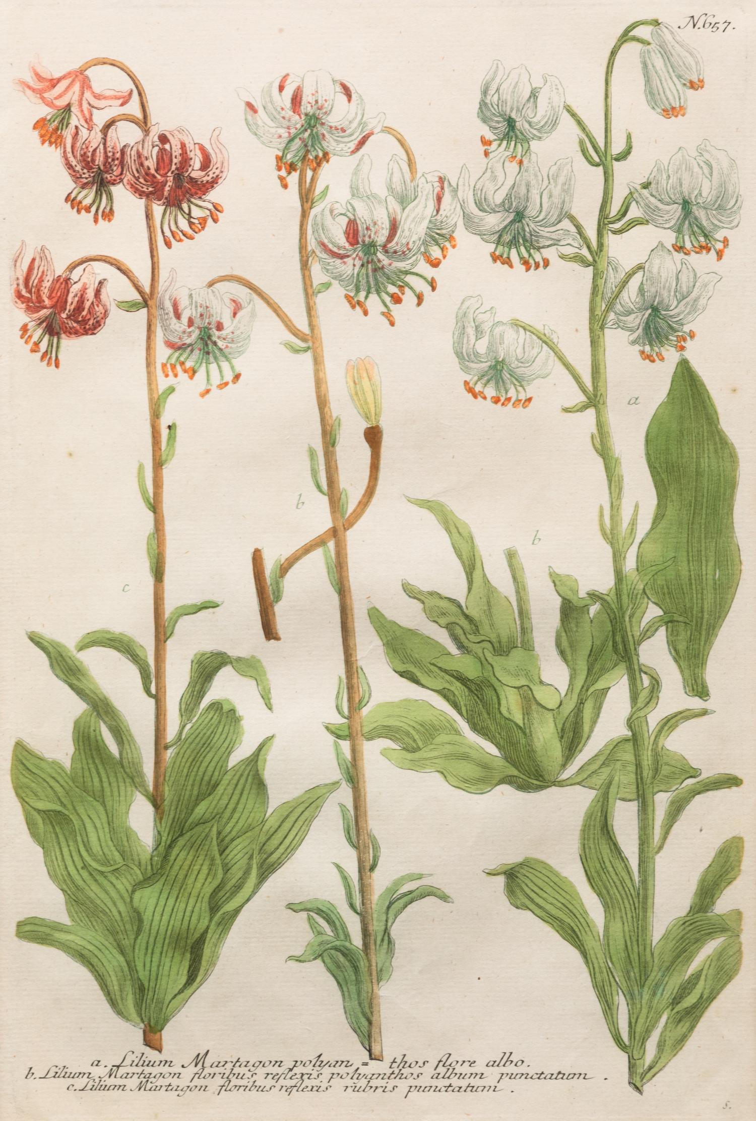 A Group of Johannes Weinamann Botanical Prints from Phytanthoza Iconographia (1737-1745)