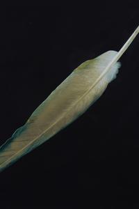 Feather