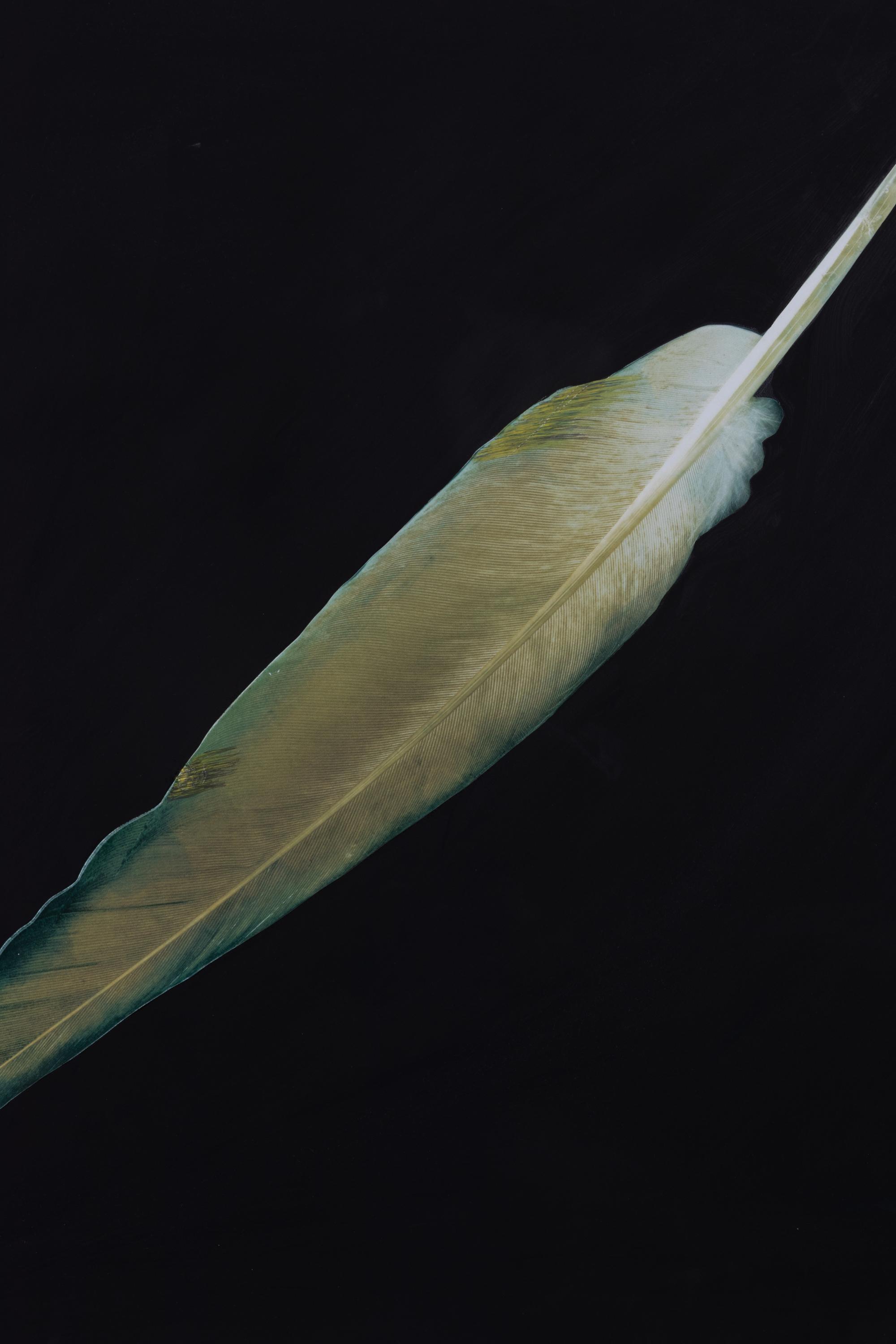 Feather