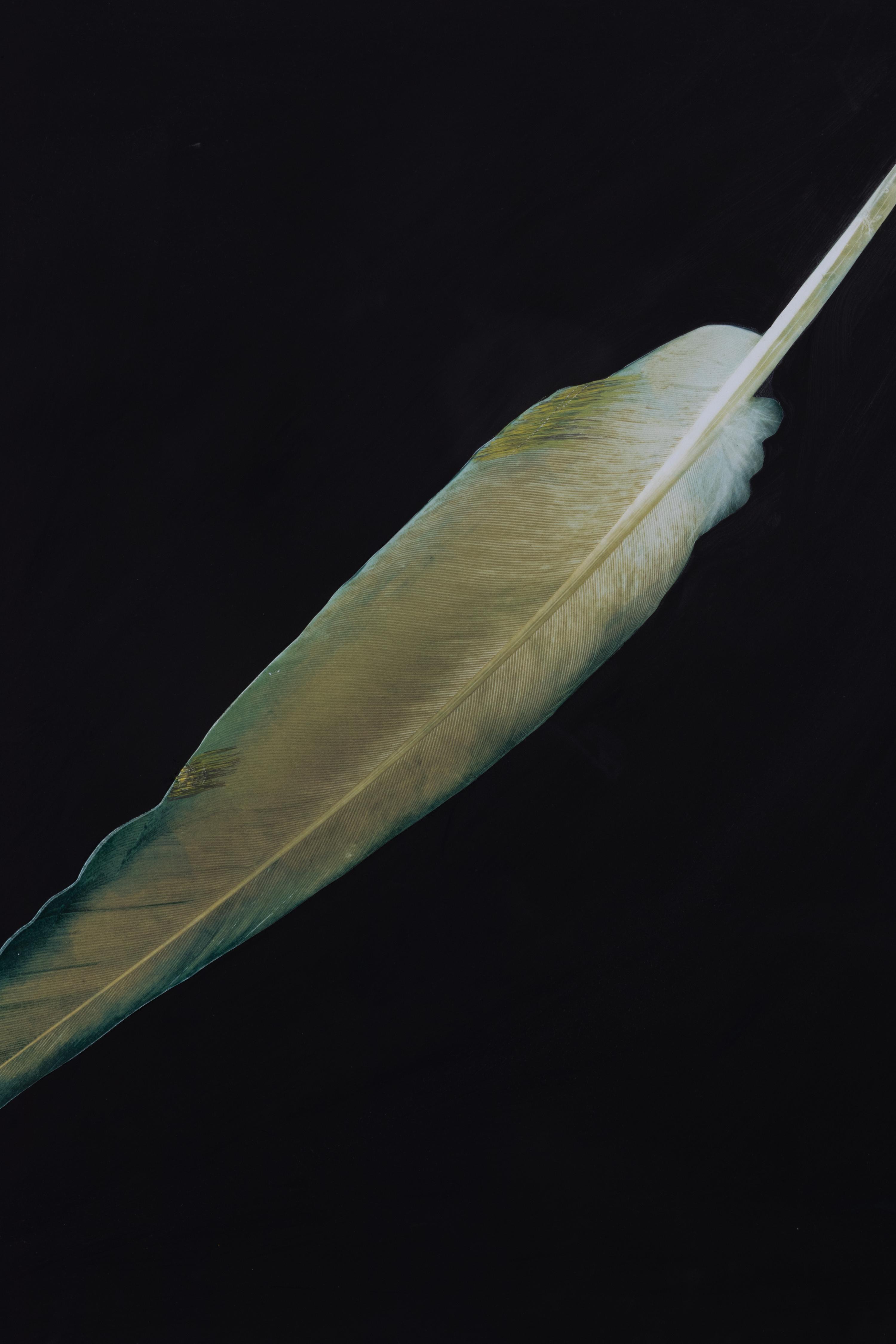 Feather
