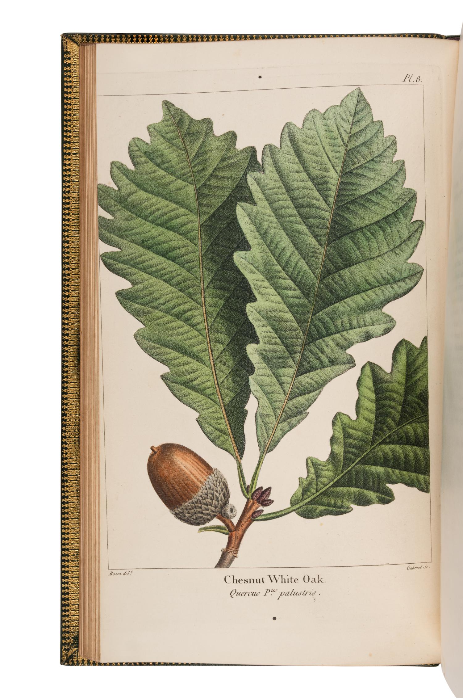 MICHAUX, François André (1770-1855) and Thomas NUTTALL (1786-1859). The North American Sylva; or, A Description of the Forest Trees of the United States, Canada and Nova Scotia . Philadelphia: Robert Smith, 1852-1853.