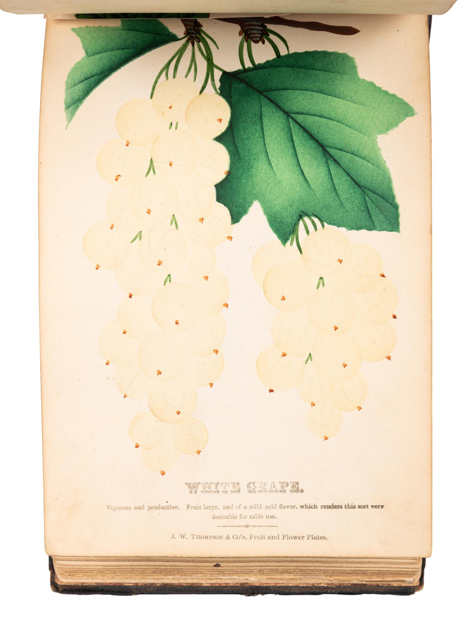 [SALESMAN'S CATALOGUE]. Nurseryman's Plant Catalog. Rochester, NY: for J. W. Thompson & Co., ca 1880.