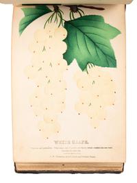 [SALESMAN'S CATALOGUE]. Nurseryman's Plant Catalog. Rochester, NY: for J. W. Thompson & Co., ca 1880.