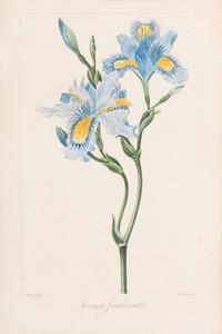 Three Botanical Hand-Colored Engravings after Pancrace Bessa (French, 1772-1846)