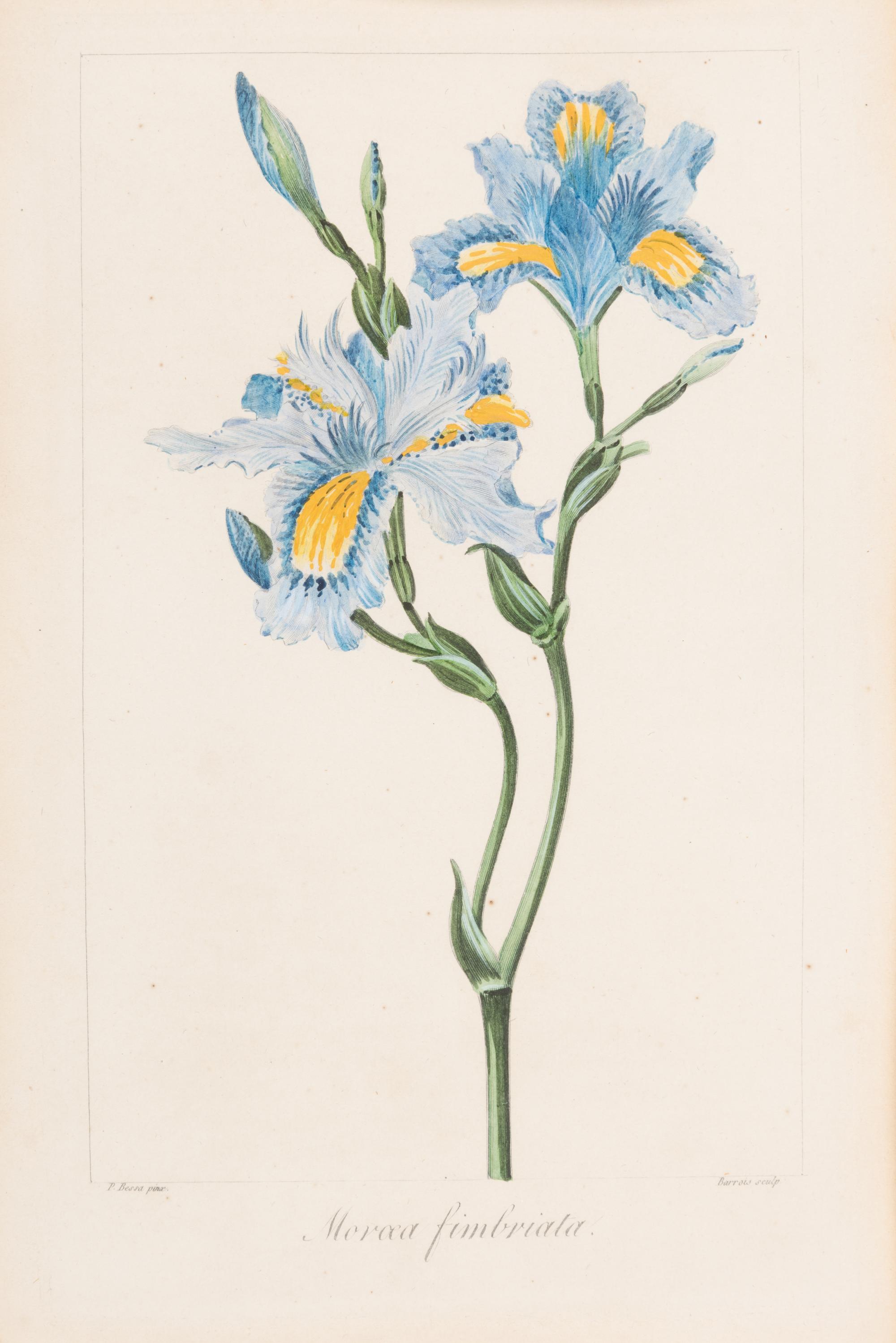 Three Botanical Hand-Colored Engravings after Pancrace Bessa (French, 1772-1846)