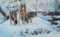 Warriors of the North Woods
