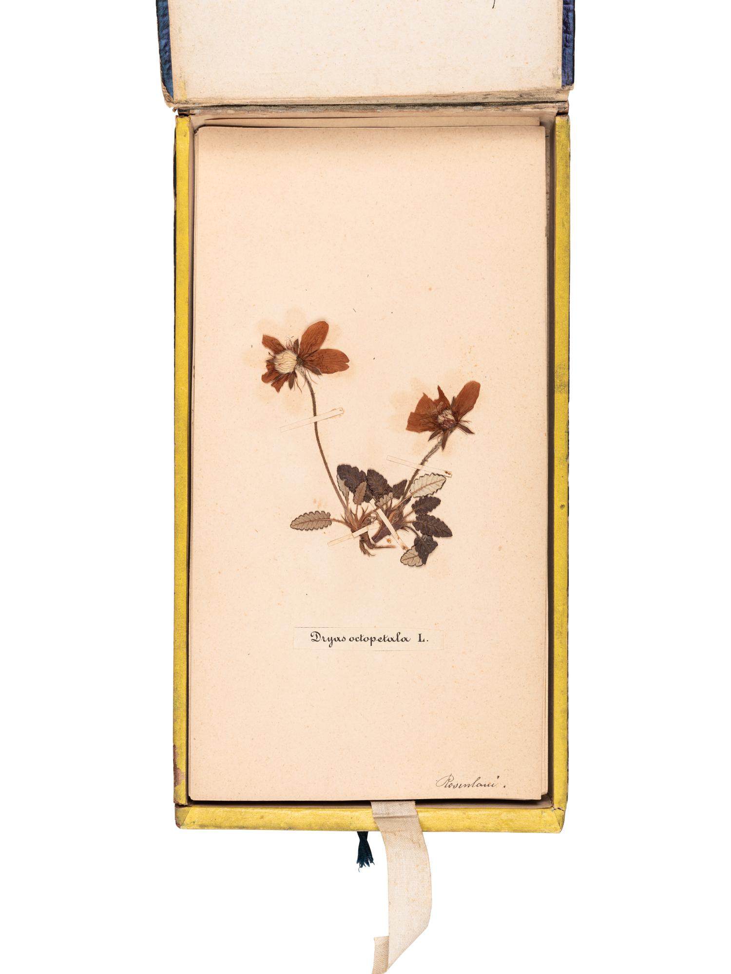 [SPECIMEN ALBUM]. "Phaneroganiae alpinae." 1869.