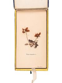 [SPECIMEN ALBUM]. "Phaneroganiae alpinae." 1869.