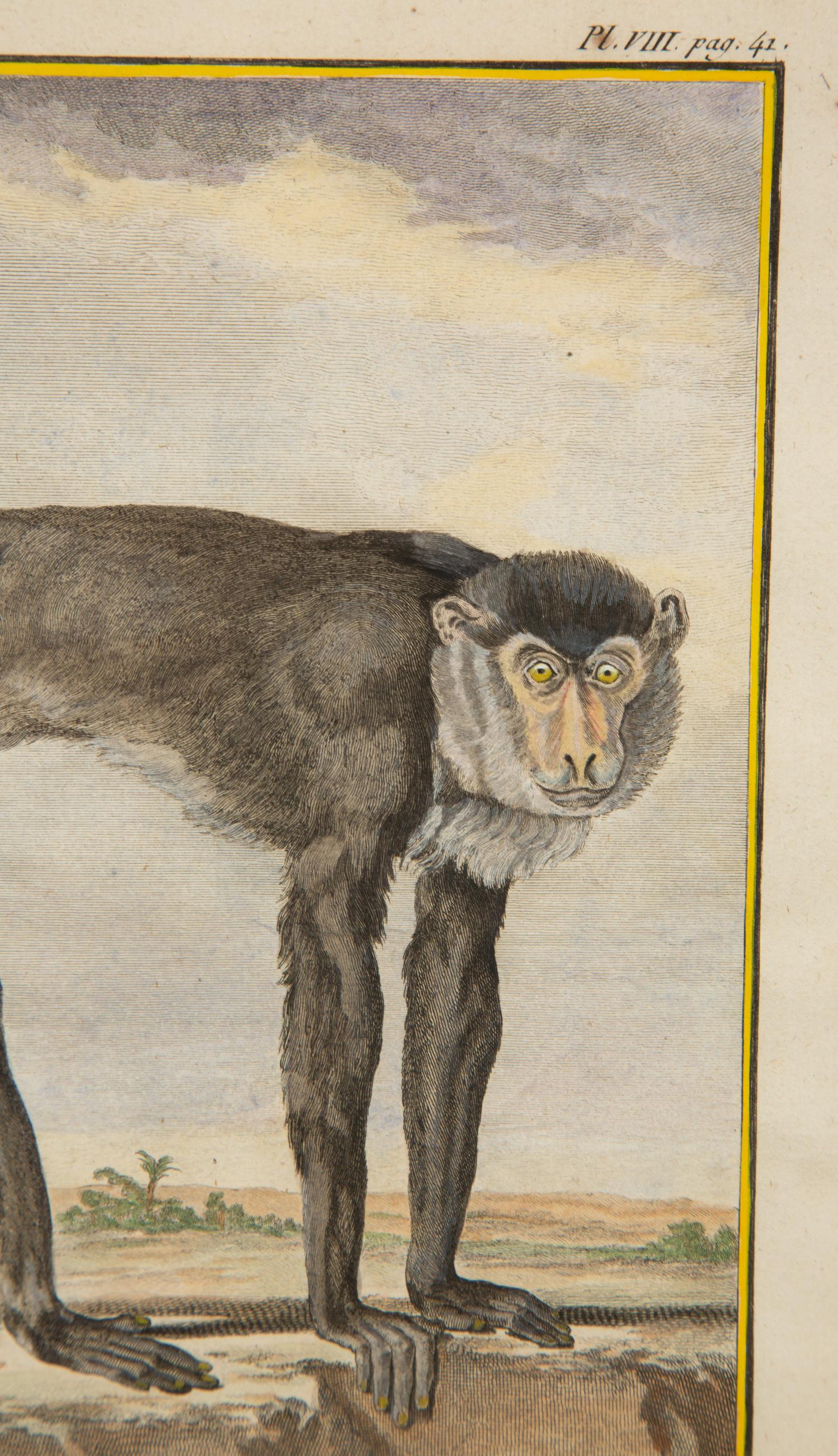 Four Framed Copper Plate Engravings from Le Comte de Buffon, Quadrupeds from Histoire Naturelle