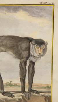 Four Framed Copper Plate Engravings from Le Comte de Buffon, Quadrupeds from Histoire Naturelle