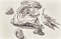 Seashells, 1987