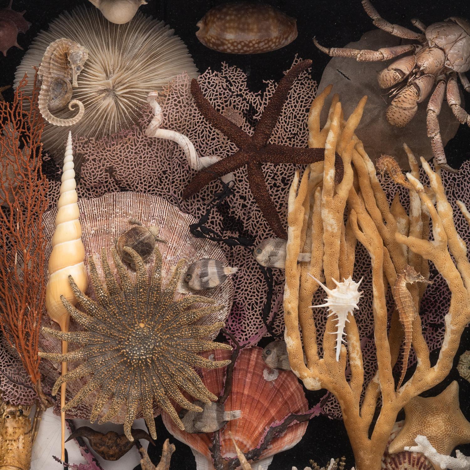 A Victorian Seashell and Taxidermy Crustacean Diorama