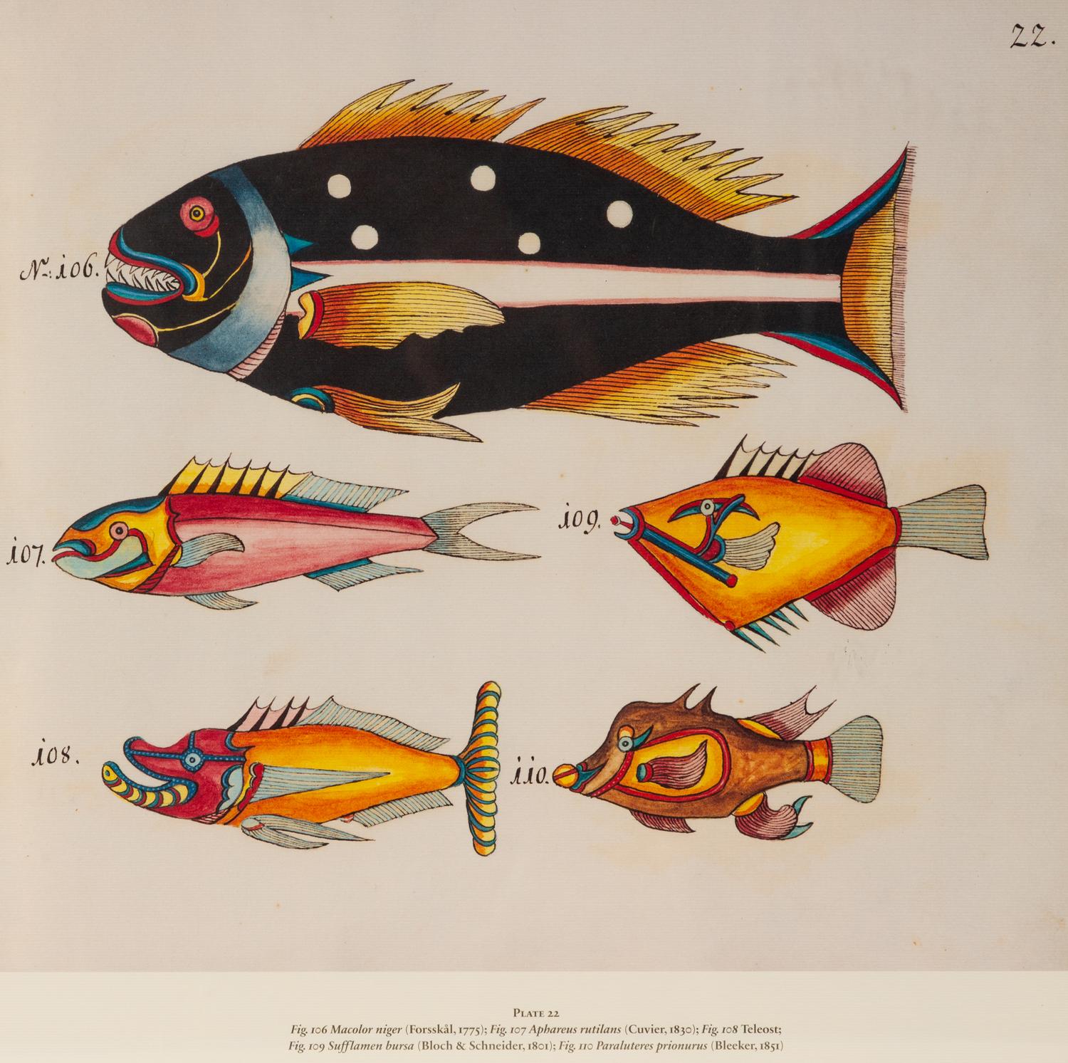 A Suite of Thirteen Framed Giclee Prints of Colorful Tropical Fish — 20TH/21ST CENTURY