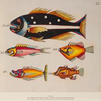 A Suite of Thirteen Framed Giclee Prints of Colorful Tropical Fish — 20TH/21ST CENTURY