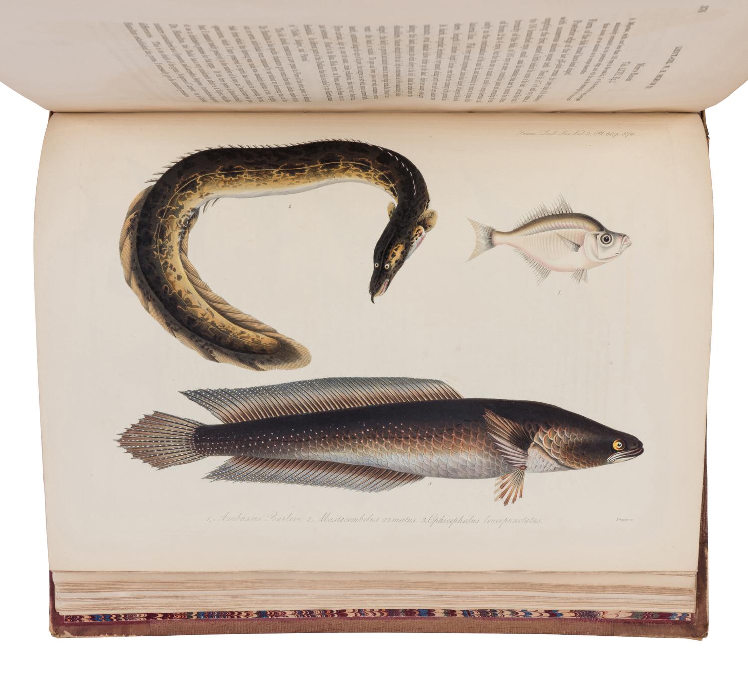 [NATURAL HISTORY]. Transactions of the Zoological Society of London . Volume II . London: Richard and John E. Taylor for the Society, 1841.