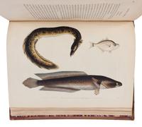 [NATURAL HISTORY]. Transactions of the Zoological Society of London . Volume II . London: Richard and John E. Taylor for the Society, 1841.