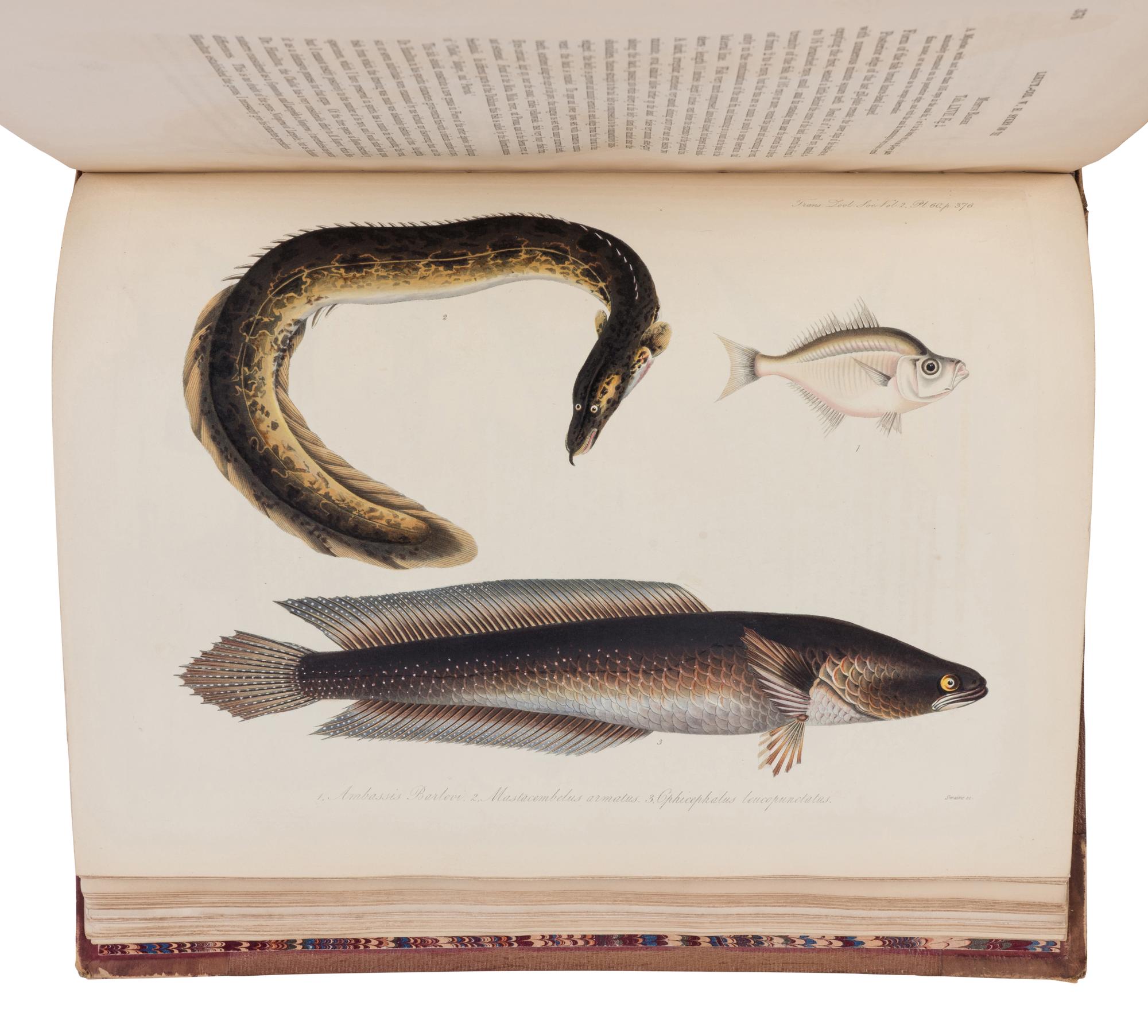 [NATURAL HISTORY]. Transactions of the Zoological Society of London . Volume II . London: Richard and John E. Taylor for the Society, 1841.