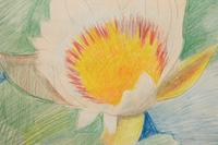 Waterlily