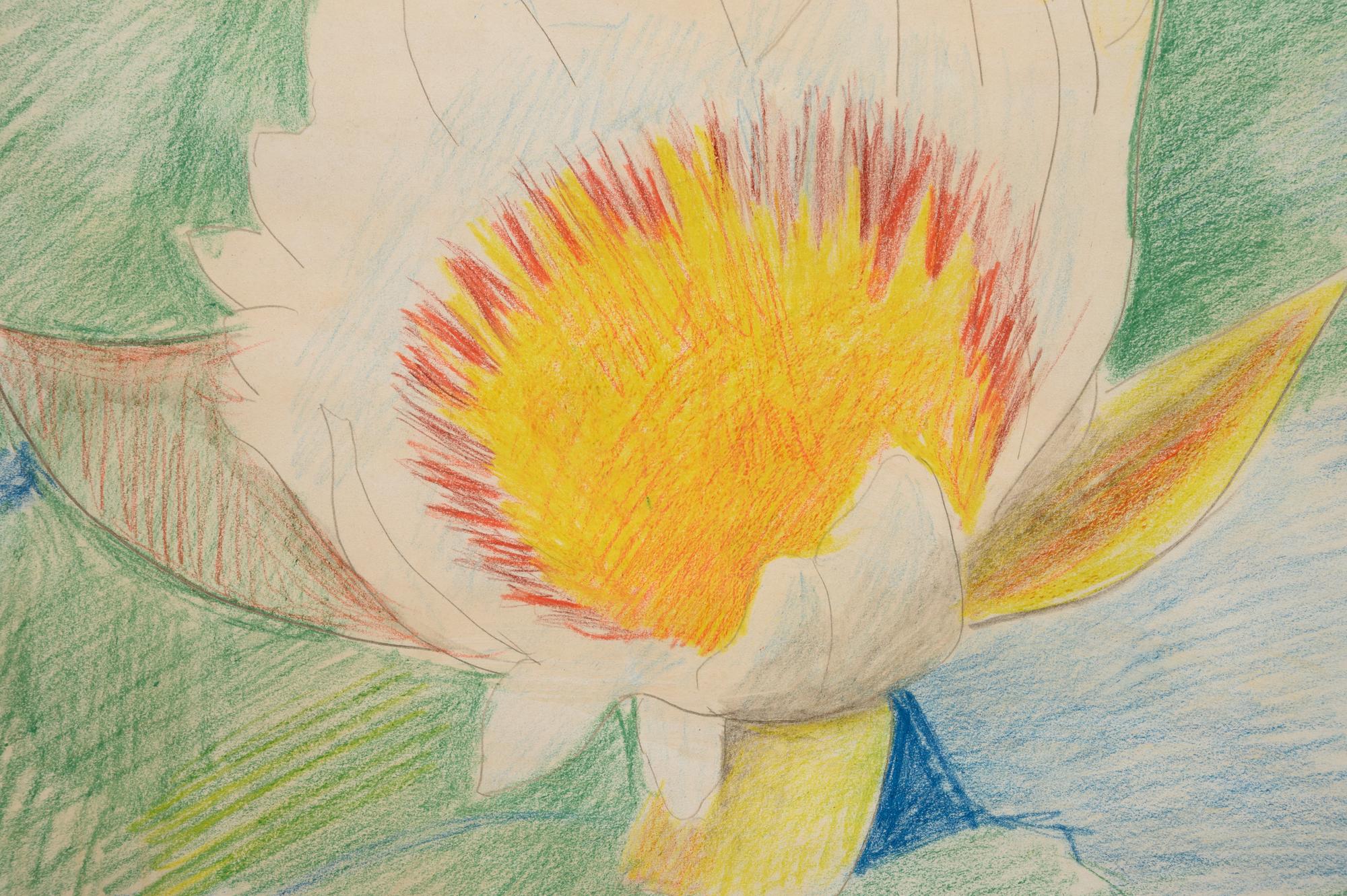 Waterlily